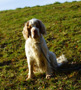 Dukeries' Clumber Spaniel Leya