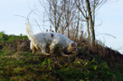 Dukeries' Clumber Spaniel Leya