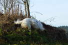 Dukeries' Clumber Spaniel Leya