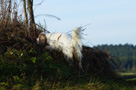 Dukeries' Clumber Spaniel Leya