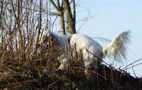 Dukeries' Clumber Spaniel Leya