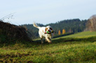 Dukeries' Clumber Spaniel Leya