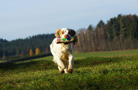 Dukeries' Clumber Spaniel Leya