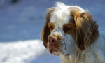 Dukeries' Clumber Spaniel Aven