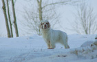 Dukeries' Clumber Spaniel Sparkle