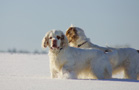 Dukeries' Clumber Spaniel Sparkle