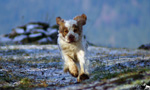 Dukeries' Clumber Spaniel Leya