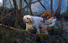 Dukeries' Clumber Spaniel Sparkle