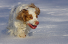 Dukeries' Clumber Spaniel Leya