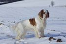 Dukeries' Clumber Spaniel Aven