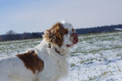 Dukeries' Clumber Spaniel Aven