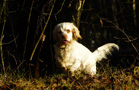 Dukeries' Clumber Spaniel Sparkle