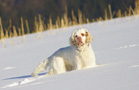 Dukeries' Clumber Spaniel Sparkle