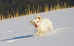 Dukeries' Clumber Spaniel Sparkle