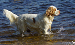 Dukeries' Clumber Spaniel Leya