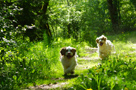 Dukeries' Clumber Spaniel Aven