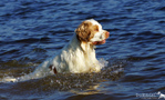 Dukeries' Clumber Spaniel Leya