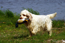 Dukeries' Clumber Spaniel Sparkle