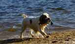 Dukeries' Clumber Spaniel Leya