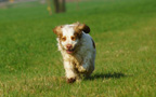 Dukeries' Clumber Spaniel Aven