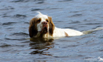 Dukeries' Clumber Spaniel Aven