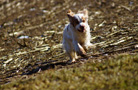 Dukeries' Clumber Spaniel Leya