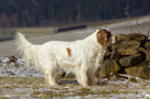 Dukeries' Clumber Spaniel Leya