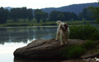 Dukeries' Clumber Spaniel Aven