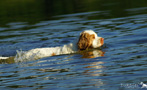 Dukeries' Clumber Spaniel Leya