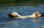 Dukeries' Clumber Spaniel Sparkle