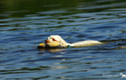 Dukeries' Clumber Spaniel Sparkle