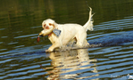 Dukeries' Clumber Spaniel Sparkle