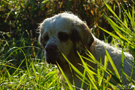 Dukeries' Clumber Spaniel Sparkle