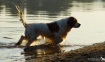 Dukeries' Clumber Spaniel Aven