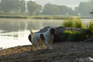 Dukeries' Clumber Spaniel Aven