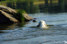 Dukeries' Clumber Spaniel Sparkle