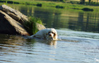 Dukeries' Clumber Spaniel Sparkle