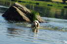 Dukeries' Clumber Spaniel Sparkle