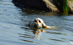 Dukeries' Clumber Spaniel Sparkle