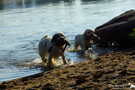 Dukeries' Clumber Spaniel Sparkle