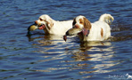 Dukeries' Clumber Spaniel Leya