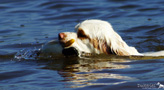 Dukeries' Clumber Spaniel Sparkle