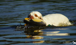 Dukeries' Clumber Spaniel Sparkle