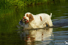 Dukeries' Clumber Spaniel Leya