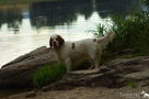 Dukeries' Clumber Spaniel Aven