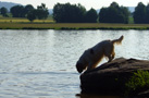 Dukeries' Clumber Spaniel Aven