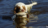 Dukeries' Clumber Spaniel Leya