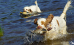 Dukeries' Clumber Spaniel Leya