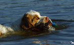 Dukeries' Clumber Spaniel Leya