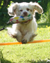 Clumber Spaniel